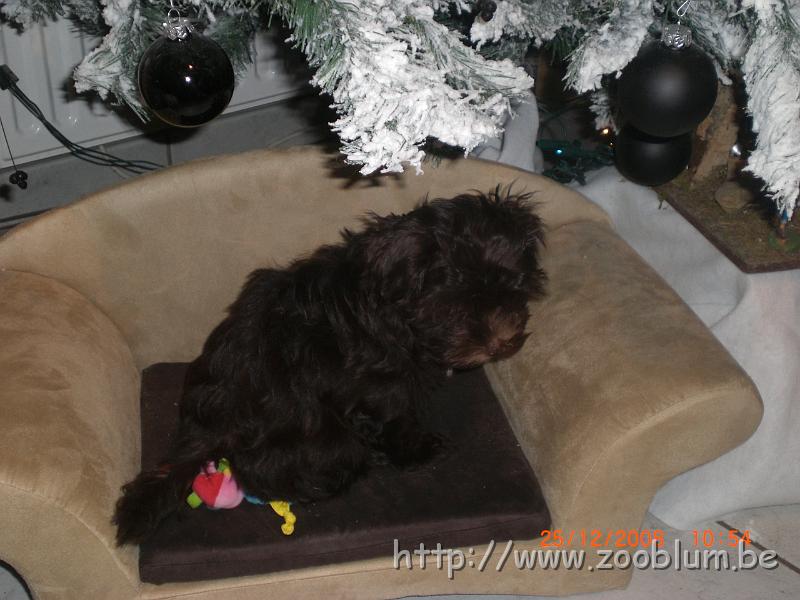 CIMG4321.JPG - Helliot se repose sous le sapin...