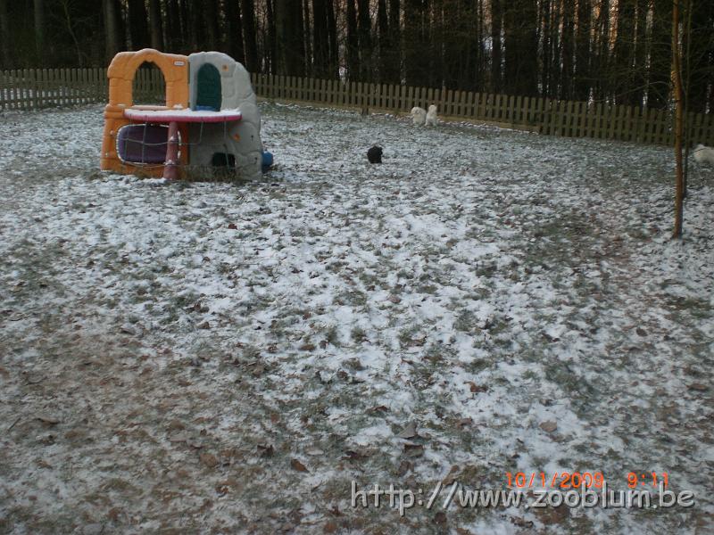 CIMG4596.JPG - sortie des chiens ... il fait extrêmement froid !